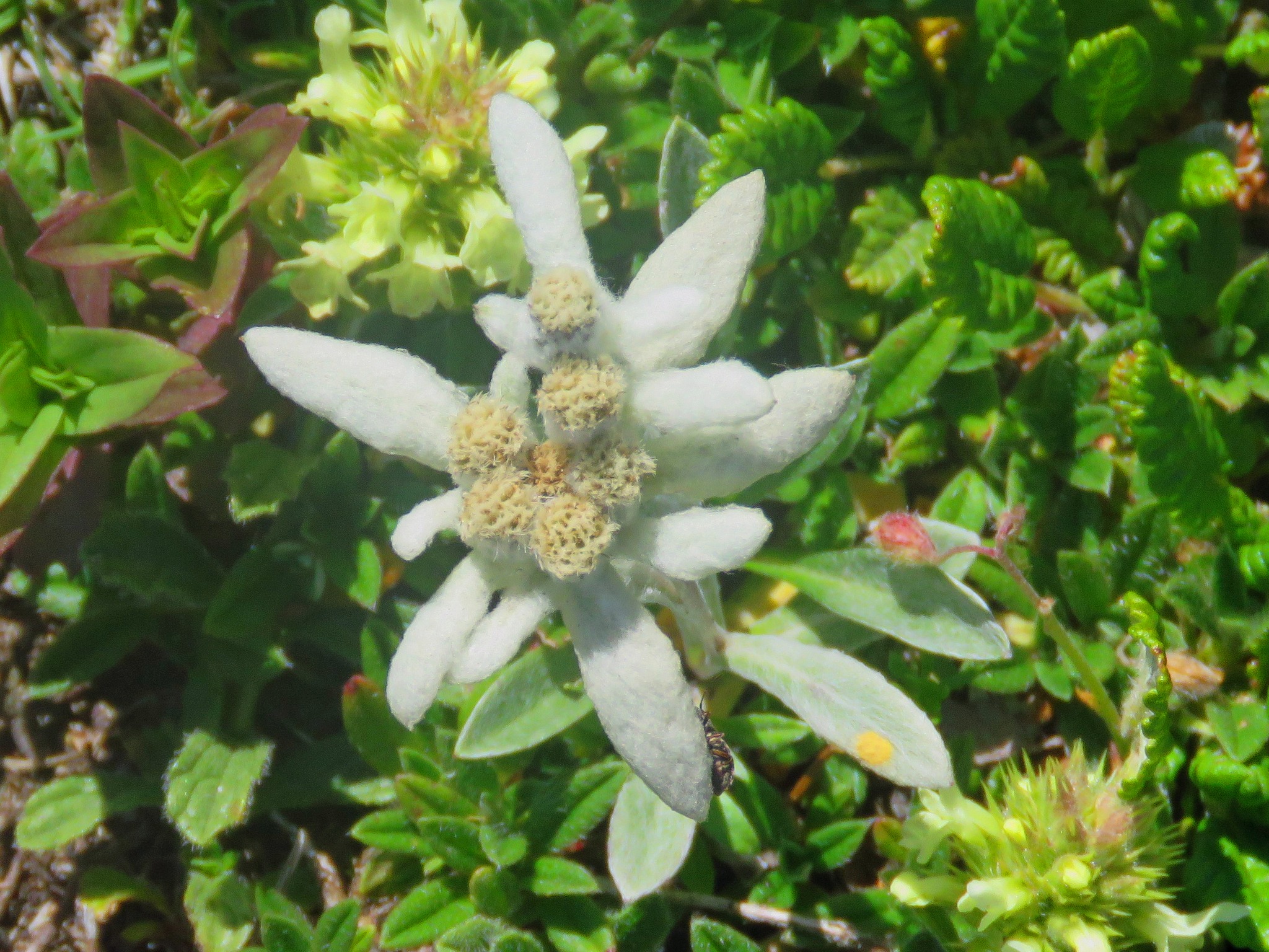 Edelweiss