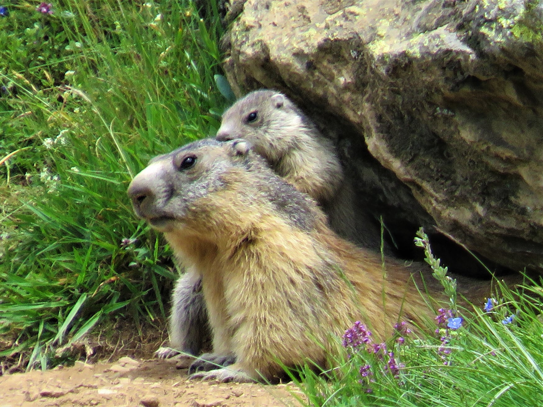 Marmotes Marmotes