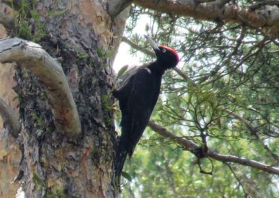 Picot Negre