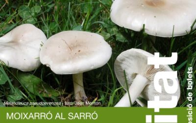 Moixarró al sarró