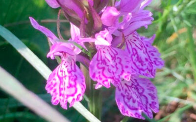 La biologia de les orquídies