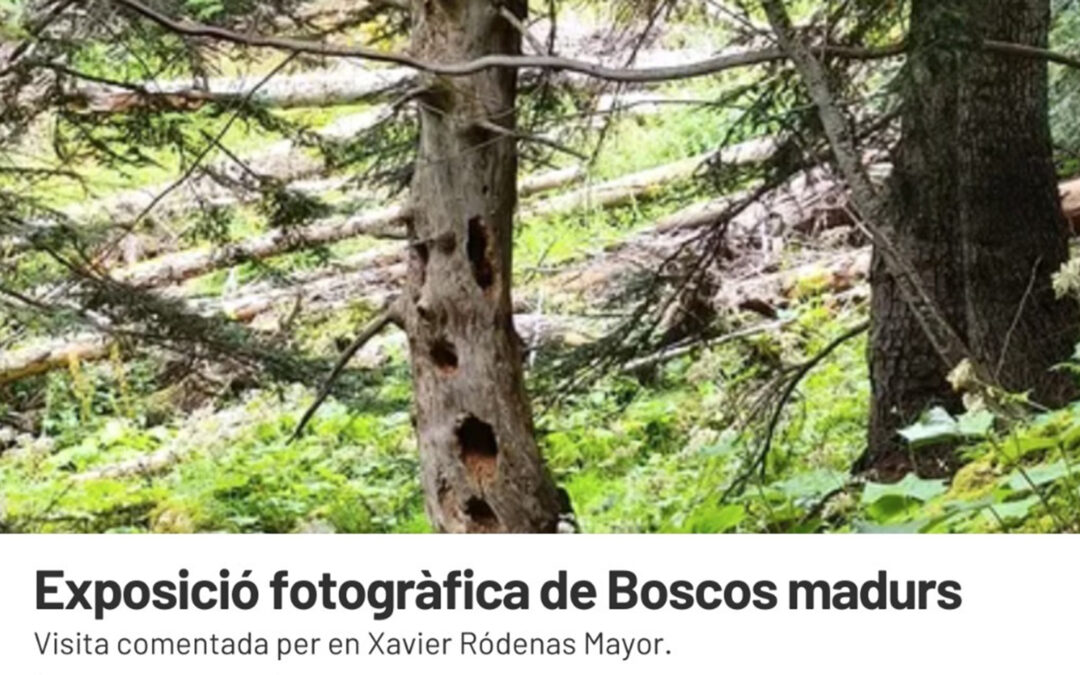 Tots els camins de la llum
