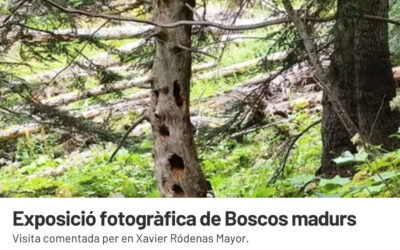 Tots els camins de la llum