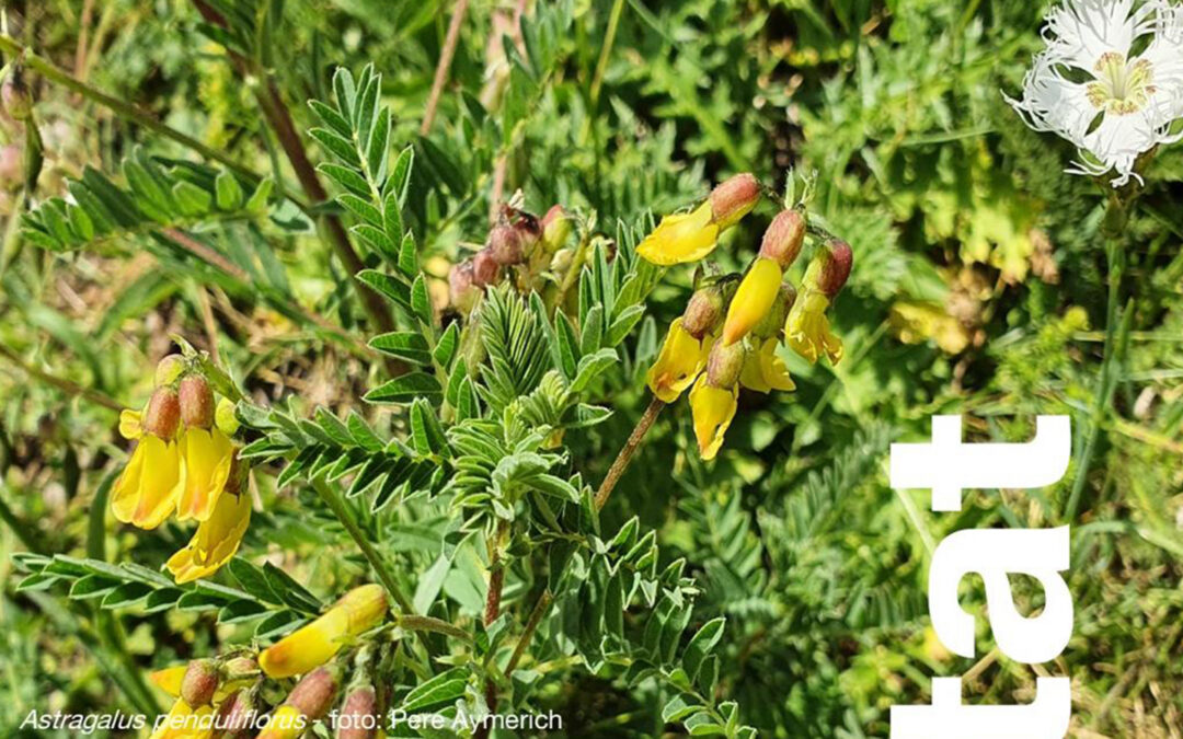 Presentació Catàleg de Flora del PNAP