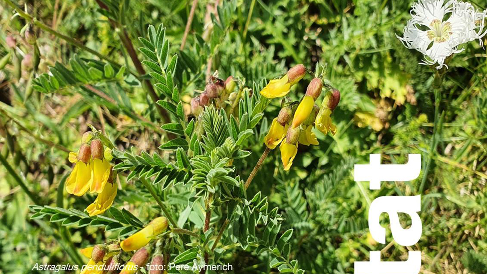 Presentació Catàleg Flora Presentació Catàleg Flora