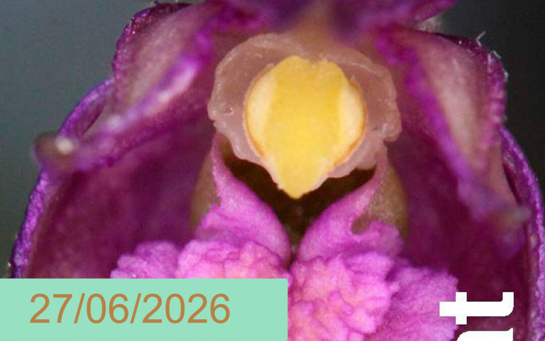 Orquídies del Pirineu