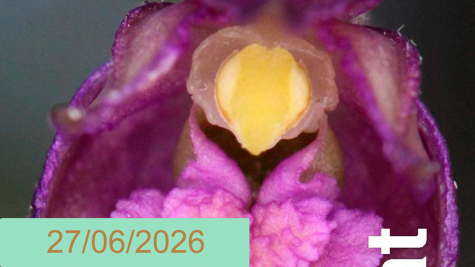 Orquídies del Pirineu