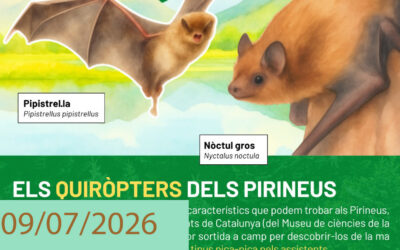 Jornades estivals per a Joves. Els quiròpters dels Pirineus