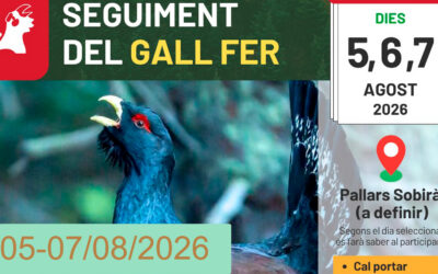 Seguiment del Gall Fer