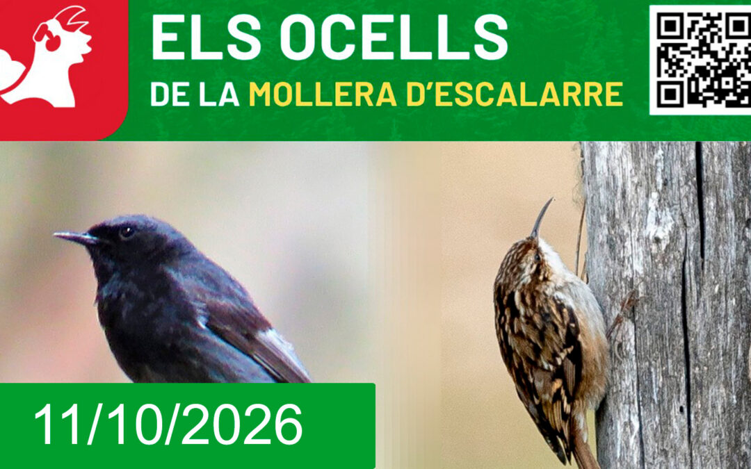 Activitat d’anellament d’ocells