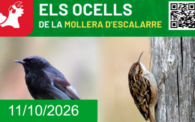 Activitat d’anellament d’ocells