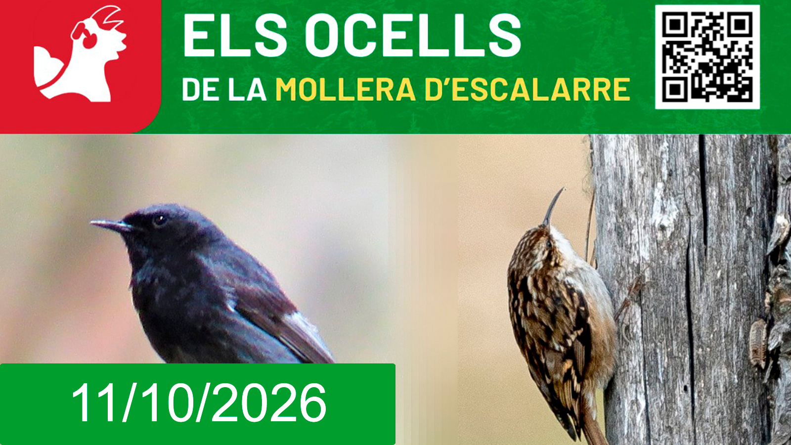 Anellament ocells