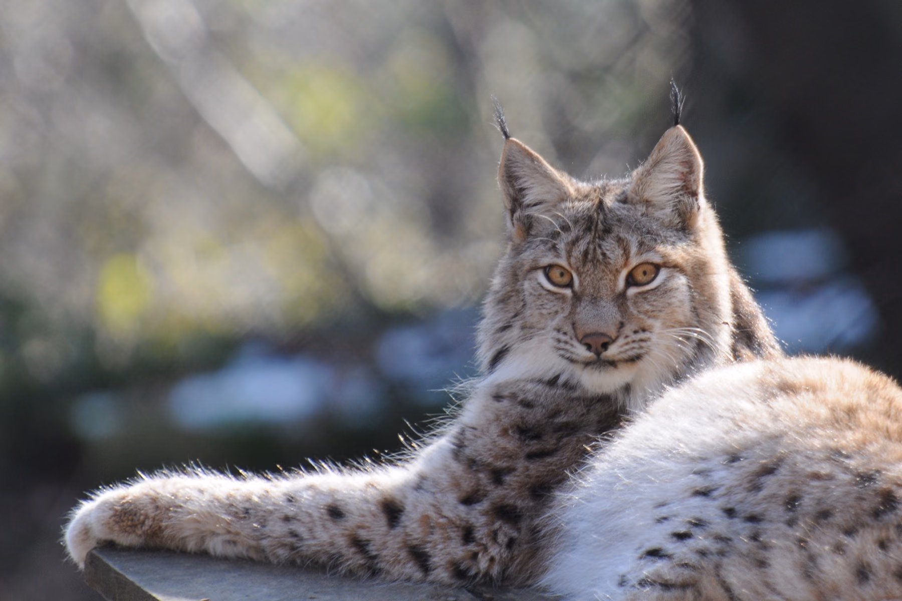 Un linx eurasiàtic (Lynx lynx) al seu hàbitat natural.